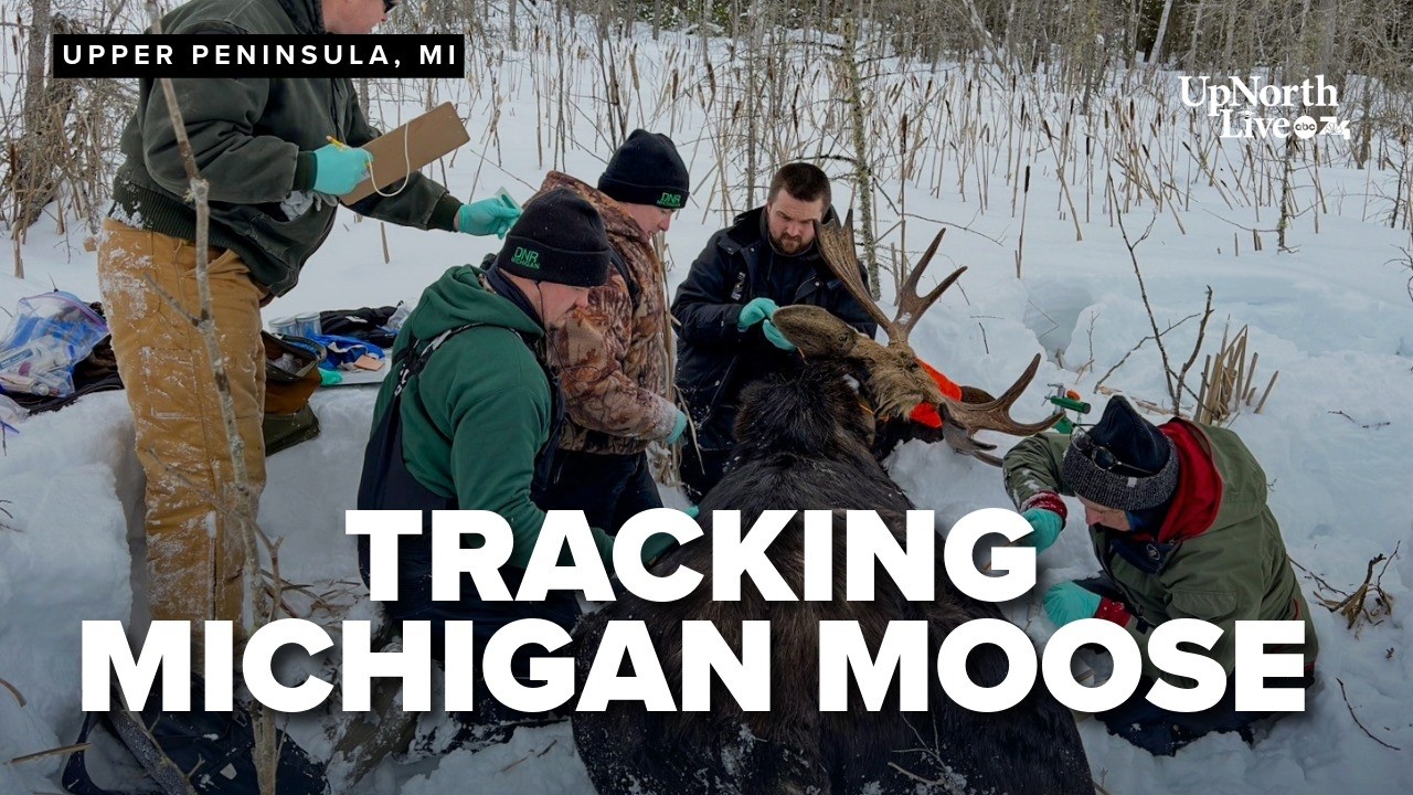 Researchers launch new moose survey as Michigan population falls from 426 to about 300