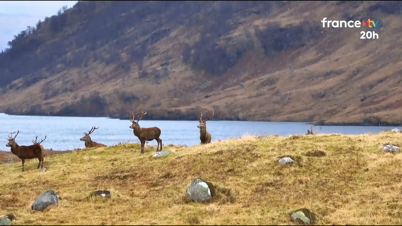 🇬🇧 🦌Écosse: l'abattage de milliers de cerfs prôné par les défenseurs de l'environnement - 24/12/2025