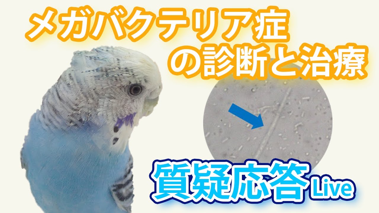メガバクテリア症の診断と治療【質疑応答ライブ】