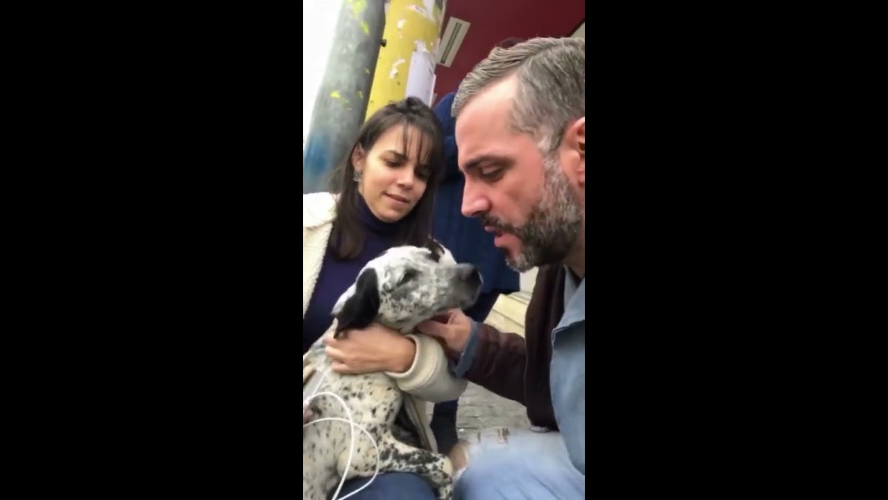 O Resgate E Reencontro Do Dálmata Flocos Com A Família! - Muito Emocionante!