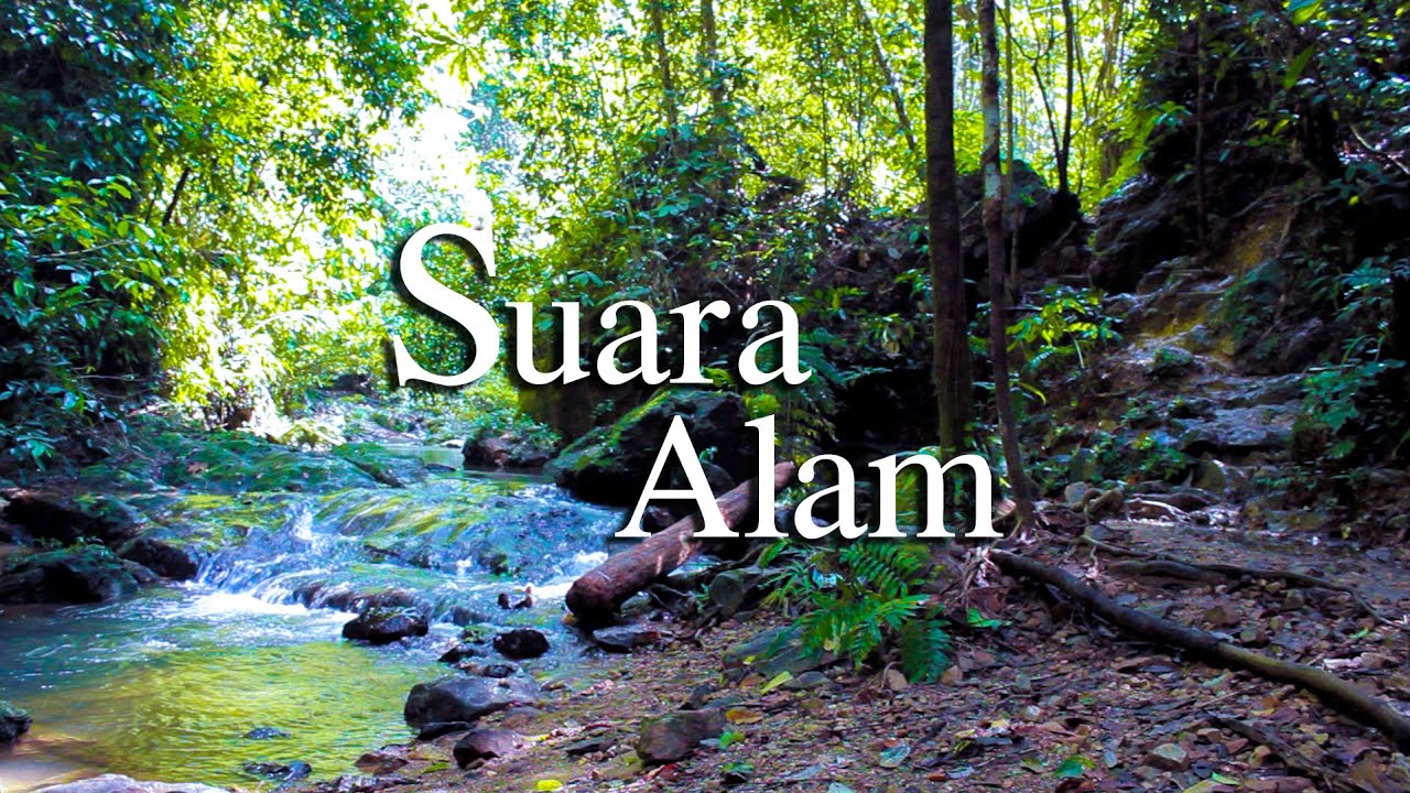10 Menit Suara Alam yang Menenangkan | Hutan, Air Terjun & Sungai