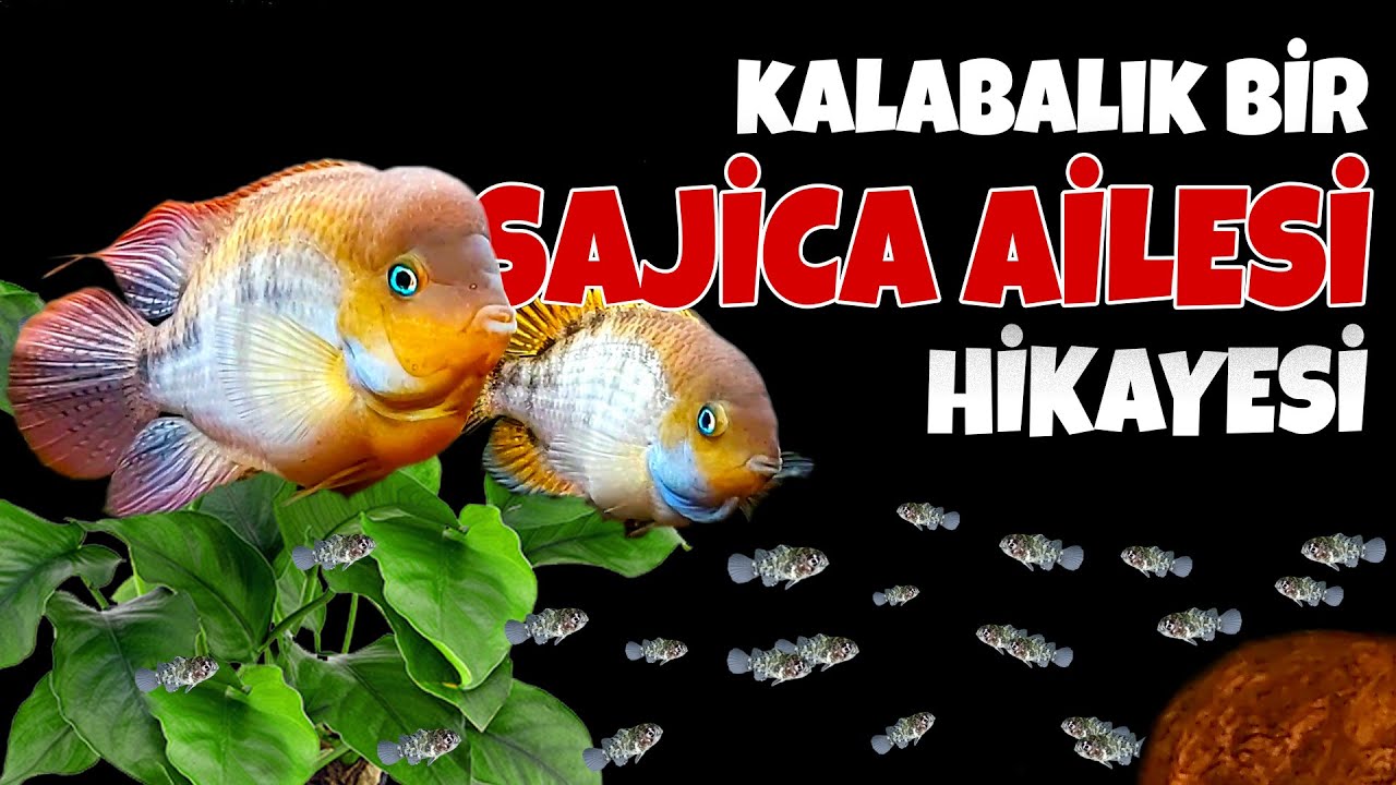 Kalabalık Bir Sajica Cichlid Ailesi Hikayesi - Gün Gün Yavru Gelişimi