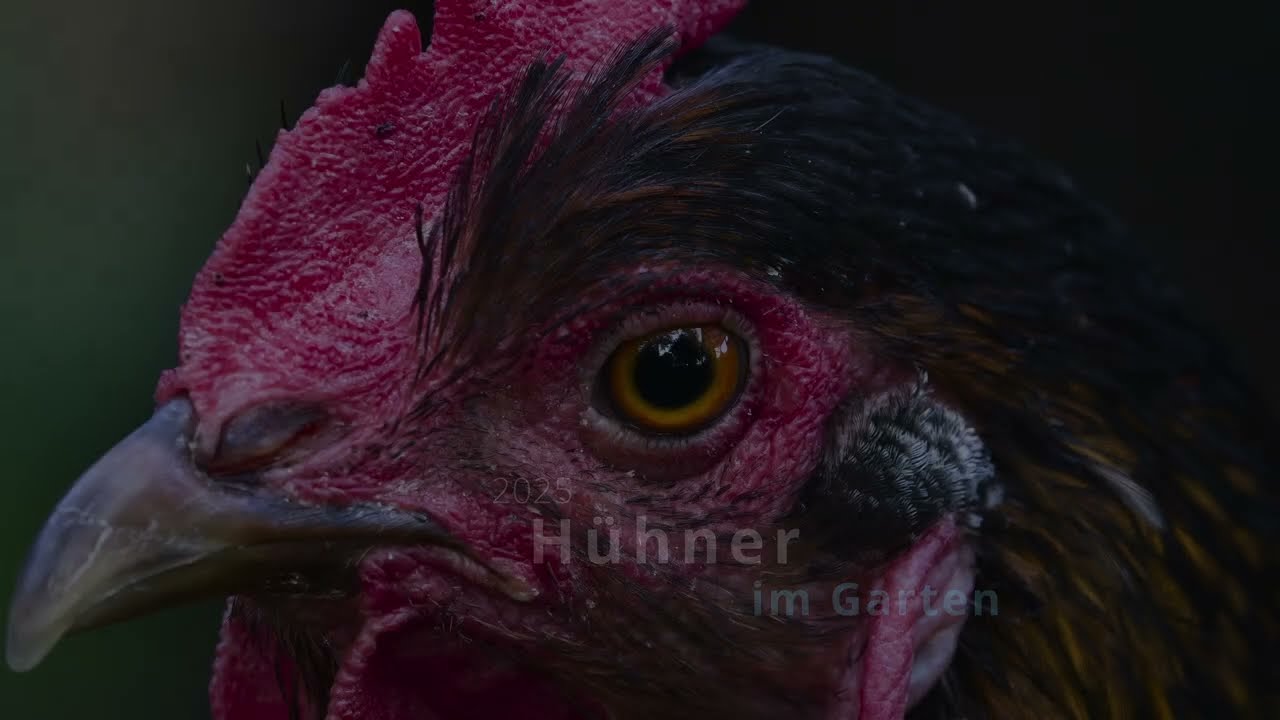 Hühner im Garten