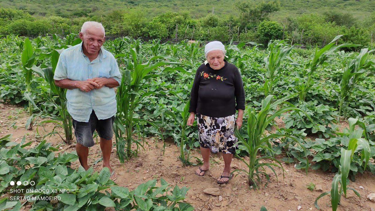 VISITANDO O ROÇADO DE DONA INÁCIA E SEU IRMÃO FRANCISCO NO SÍTIO RIACHO VERDE VERDEJANTE PERNAMBUCO.
