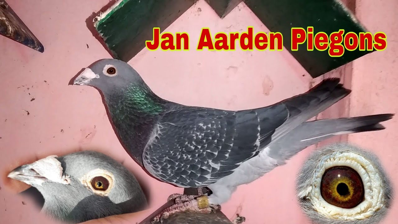 Breeders Jan Aarden Piegons | Jan Aarden Racing Pigeons| Flying Horses Loft| Jan Aarden Pigeons