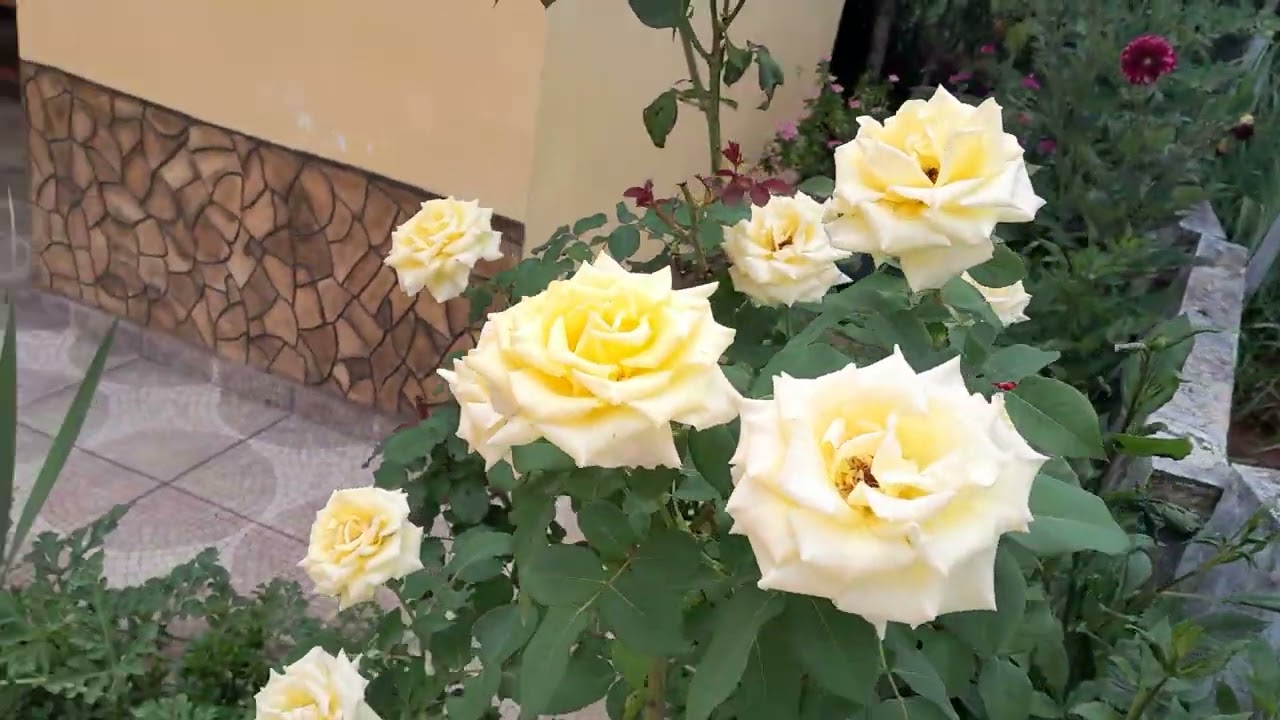 Rosas Amarelas duradoura