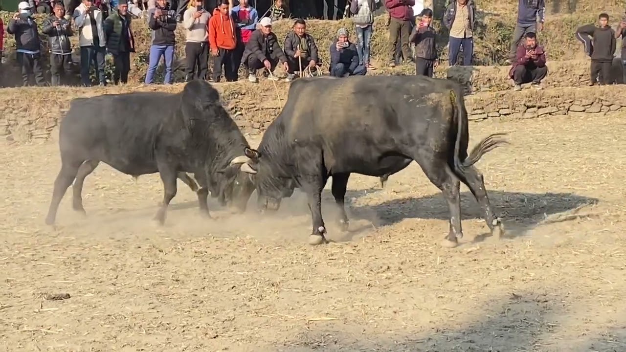 Khaniyabash gaupalika 4 darkha jarshi VS kaalo maale jarshi ko judai nai babal
