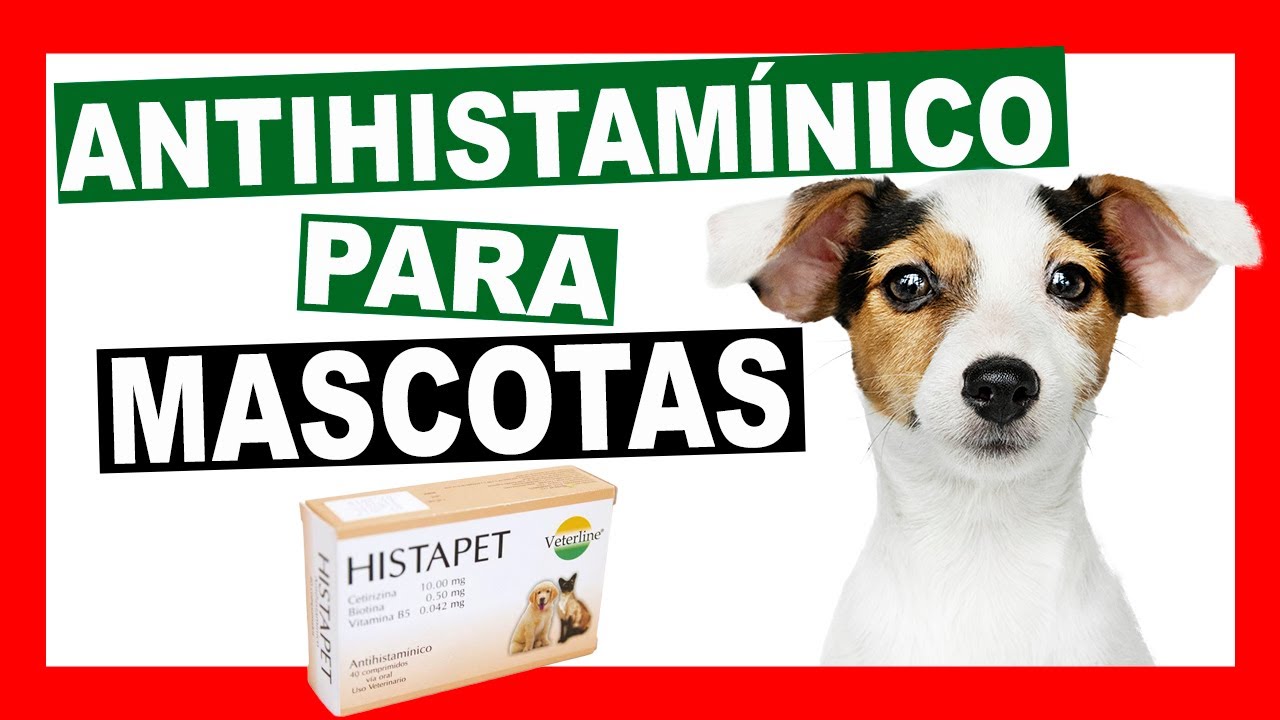 Cetirizina un ANTIHISTAMINICO para PERROS y GATOS - HISTAPET