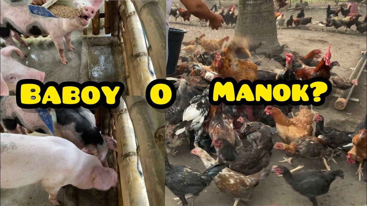 PAG ALAGA NG BABOY O PAG ALAGA NG MANOK? ANO MAS MAGANDA?