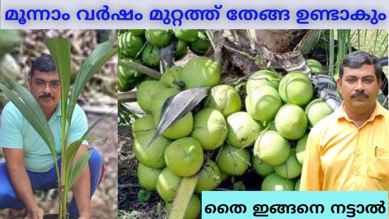 മൂന്നാം വർഷത്തിൽ മുറ്റത്ത് തേങ്ങ ഉണ്ടാകുന്നതിന് തൈ നടേണ്ട വിധം/വളം/ഇനം?coconut tree Planting  Method