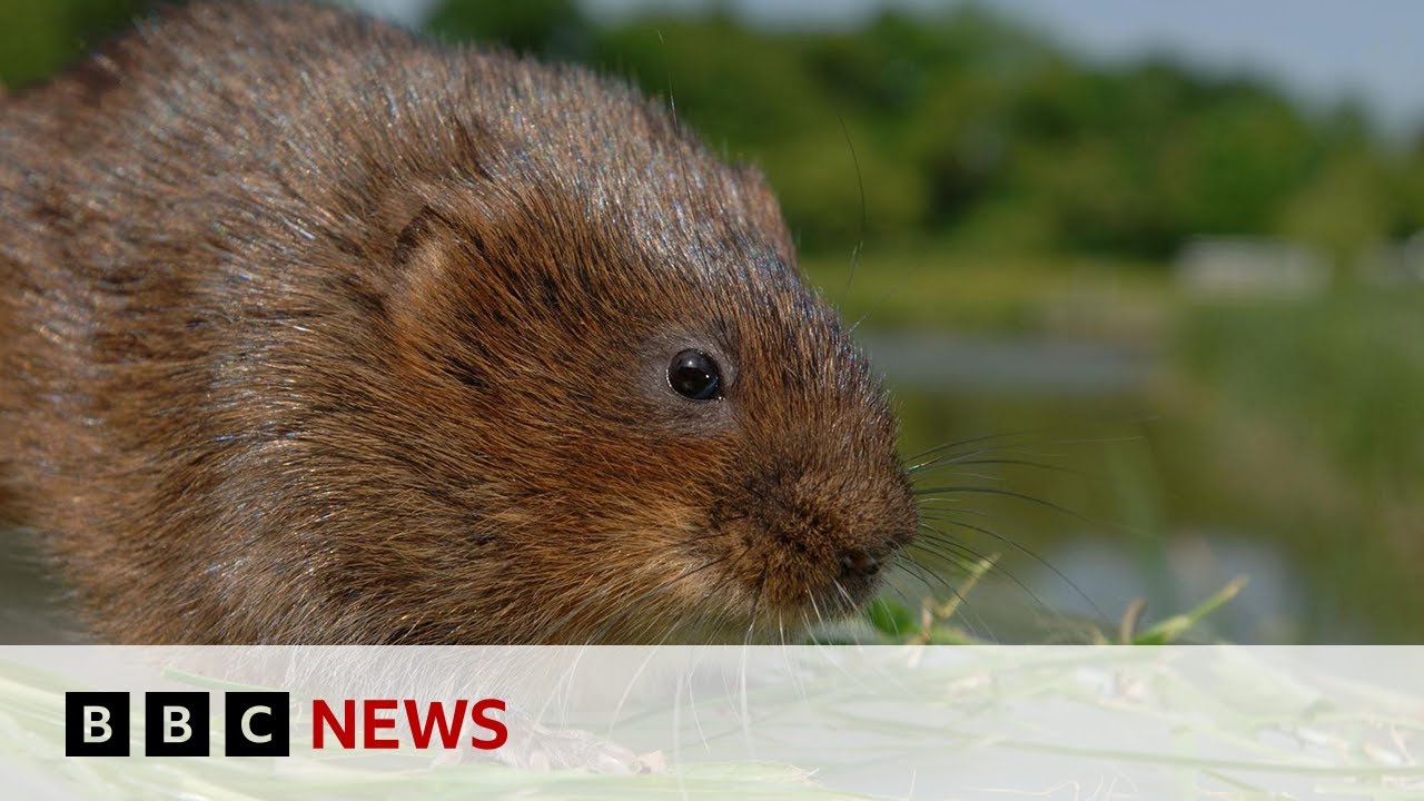 One in six species in the UK at risk of extinction - BBC News
