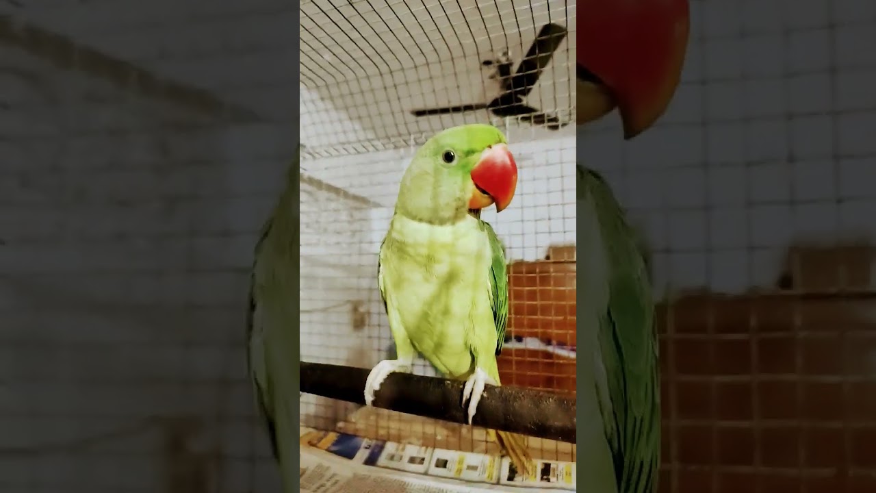 mittu Pepe #short #ytvedio #