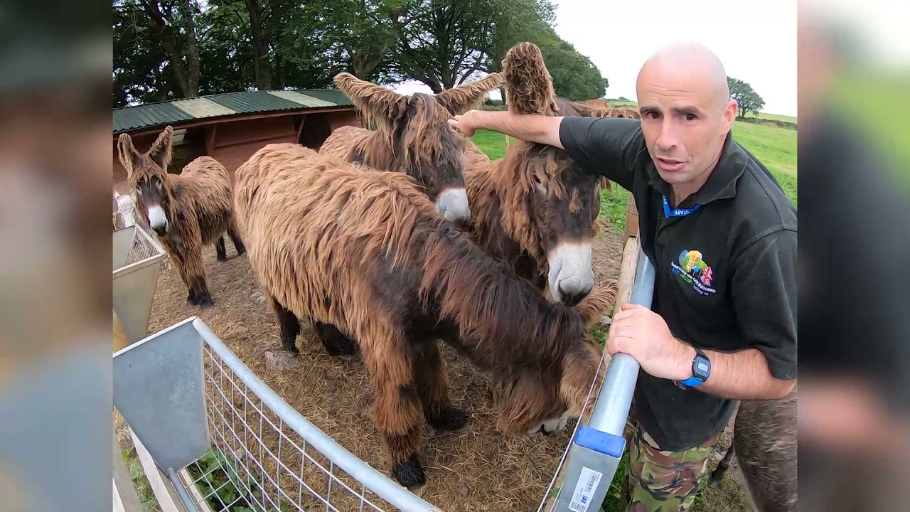 Naming the Donks | Our Donkeys at Merryhue Farm