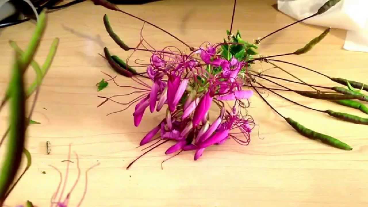 Request: Allergy holdbacks