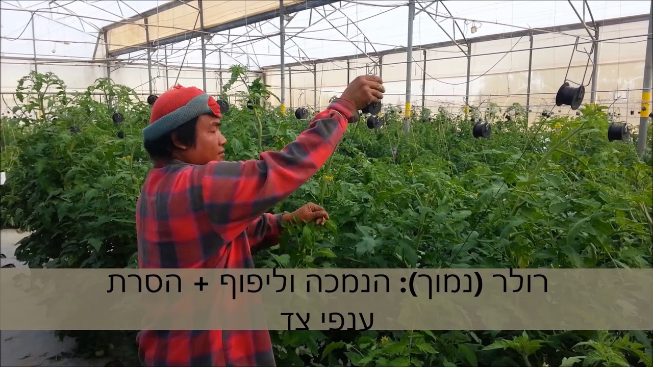 הדליית עגבניות