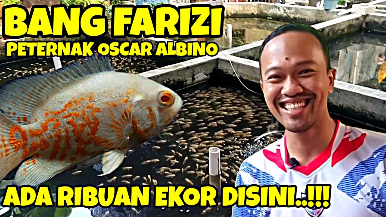 TEMEN SEKOLAH GUE SUKSES JADI PETERNAK OSCAR ALBINO || PEDAGANG WAJIB DATENG DAN BELANJA DISINI.
