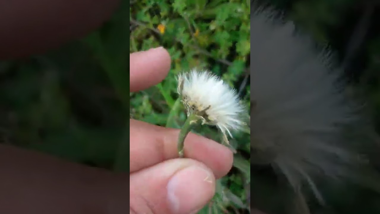 جولة لقطف بعض النباتات البرية للحسون