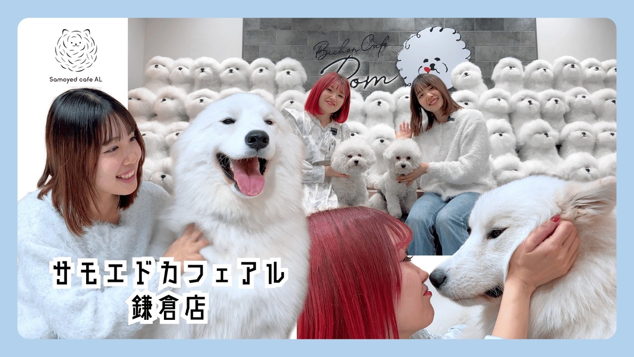 真っ白な犬カフェ！！関東サモエド巡りin鎌倉！【サモエドカフェアル】