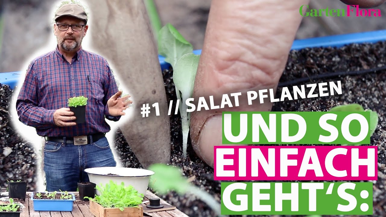 Salat säen mit der GartenFlora | Anbautipps für die Aussaat, das Nachpflanzen und das Pikieren