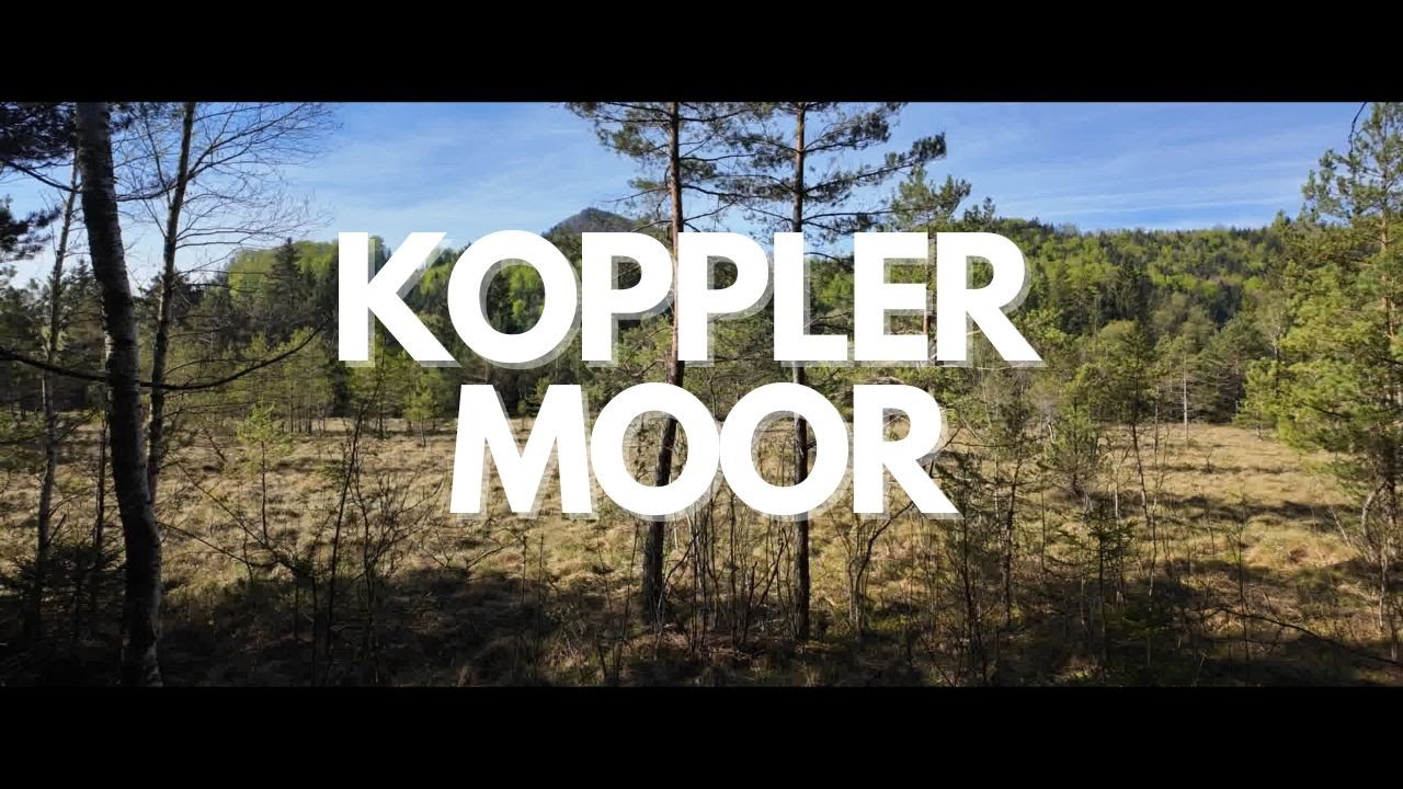 Koppler Moor – Ein Naturjuwel im Salzburger Land | Geschichte, Flora & Fauna, Wandern