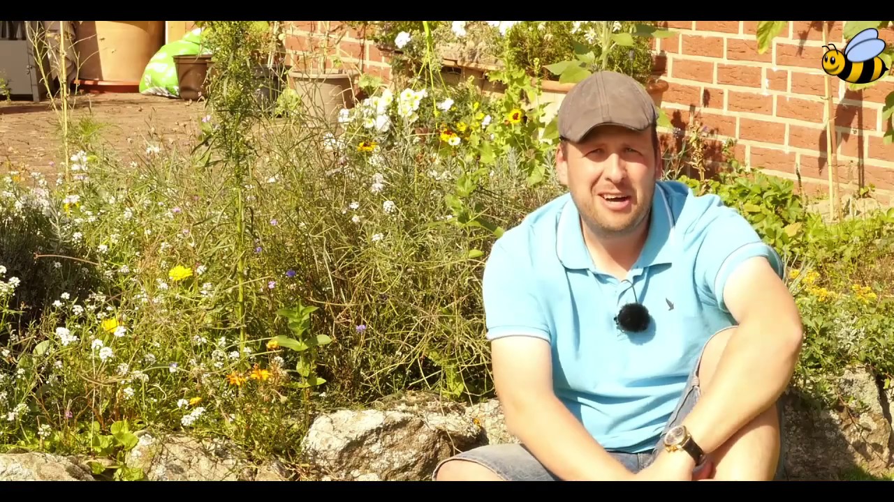 Hummel TV / Pflanzen und Blumen für Hummeln und Bienen / Insekten/Hummeln/Pflanzen/Garten