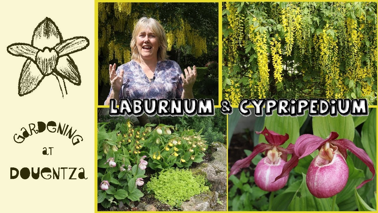 Laburnum Arch, Slipper Orchid (Cypripedium) Garden Beds & Tips for Care || Coolaught Garden Tour