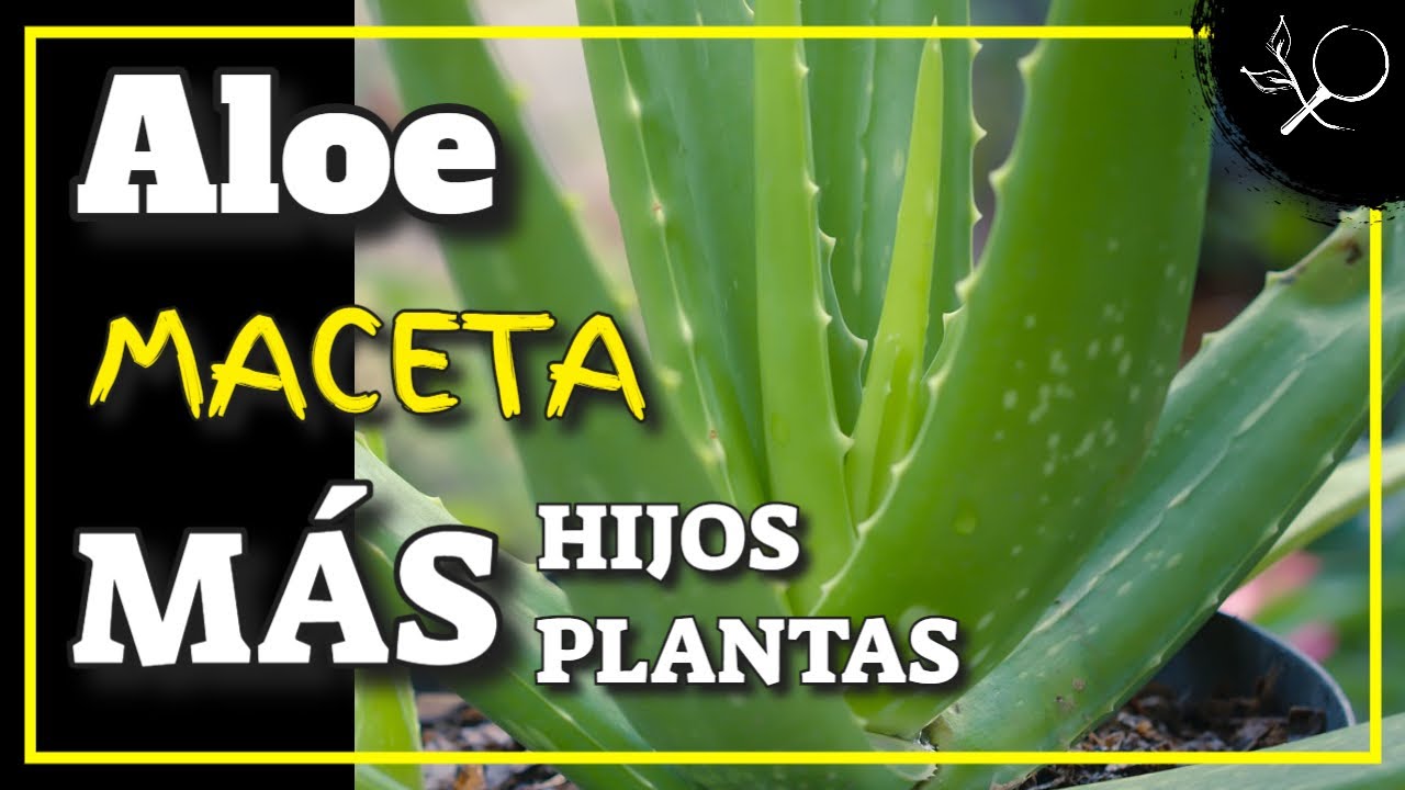 ✅ 👉 ALOE Vera :12 CONSEJOS para el CULTIVO  y para Dividir y cultivar  los HIJOS
