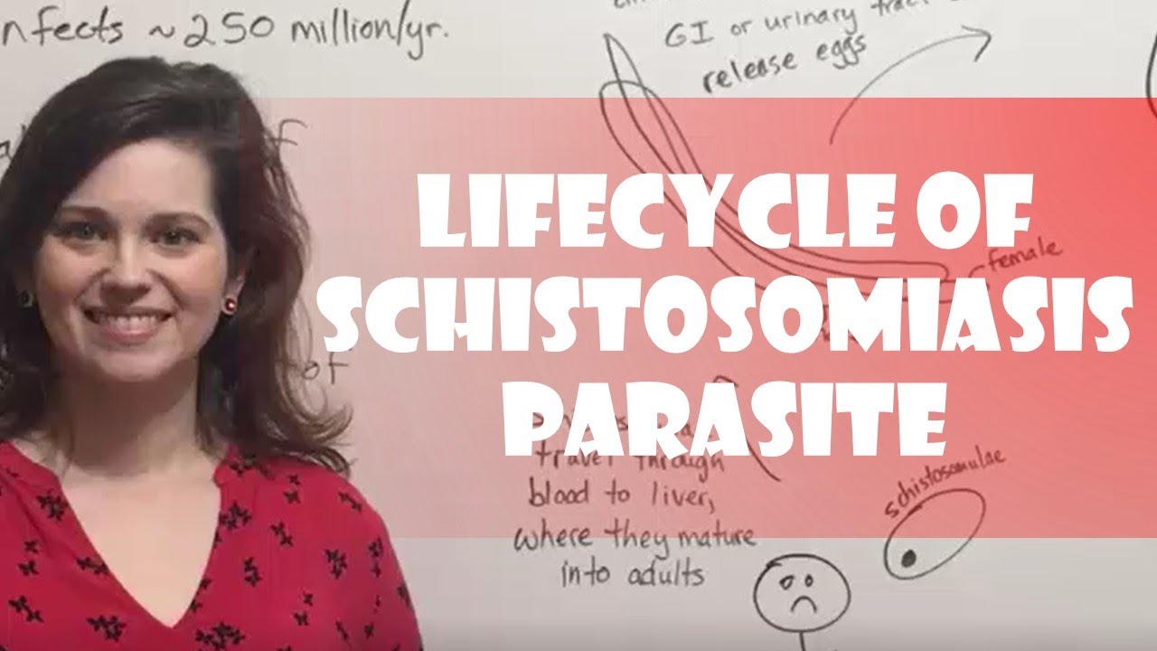 Lifecycle of Schistosomiasis Parasite