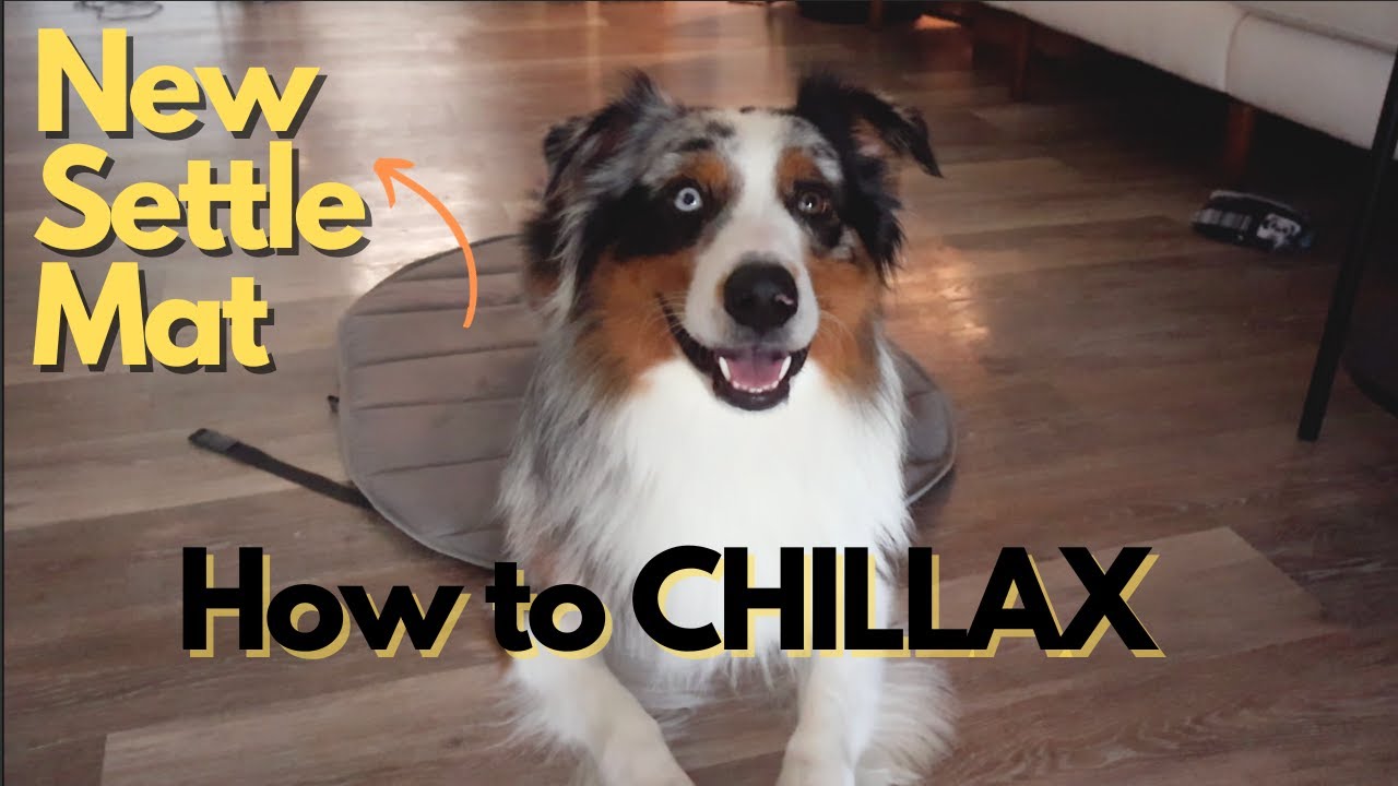 Dog Training: How to Settle On Our New Mat & Personal Life Updates: Going to the Emergency Room.