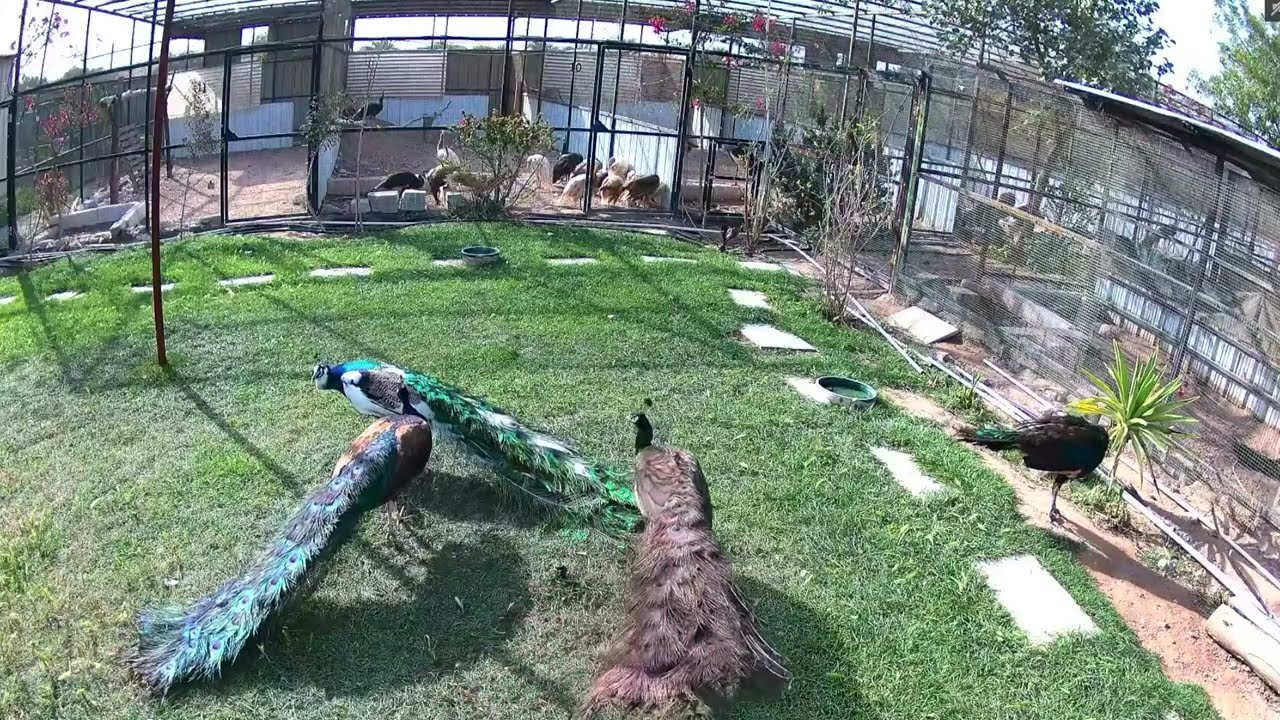 Rare peacocks farm livestream 29