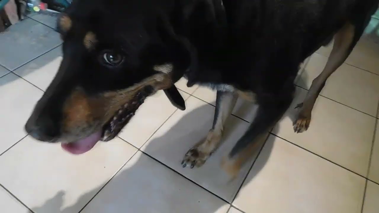 Sudden very strange behaviour by my dog DSCN2321