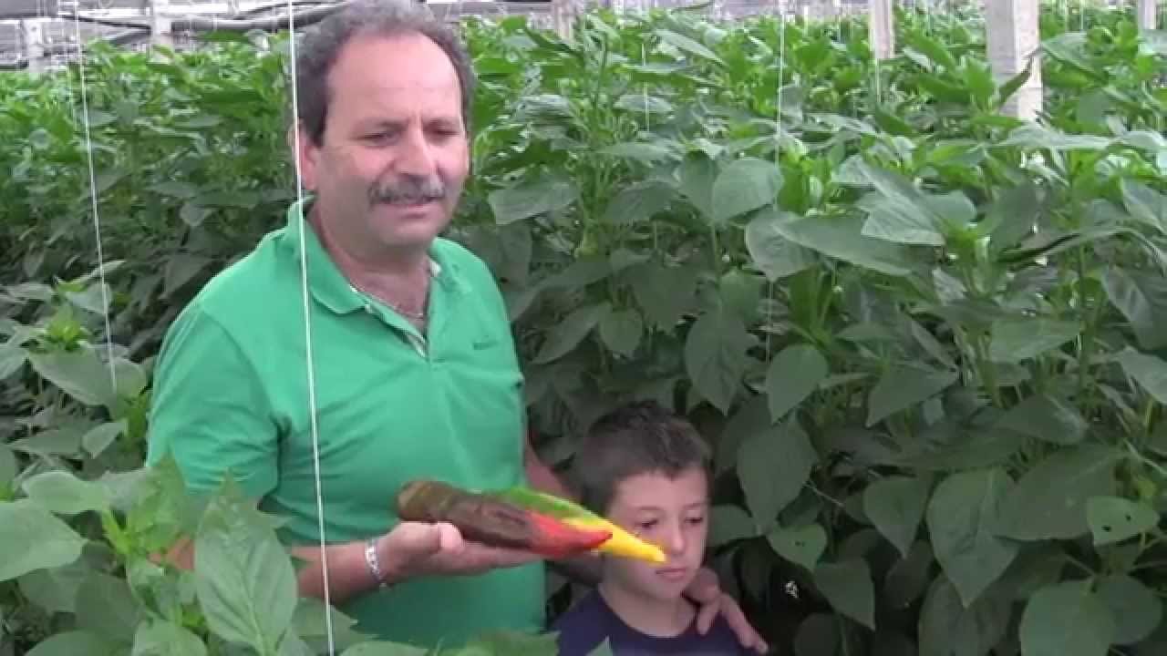 (FULL) Peperone Cornelio, il peperone dolce italiano. Prova la differenza!