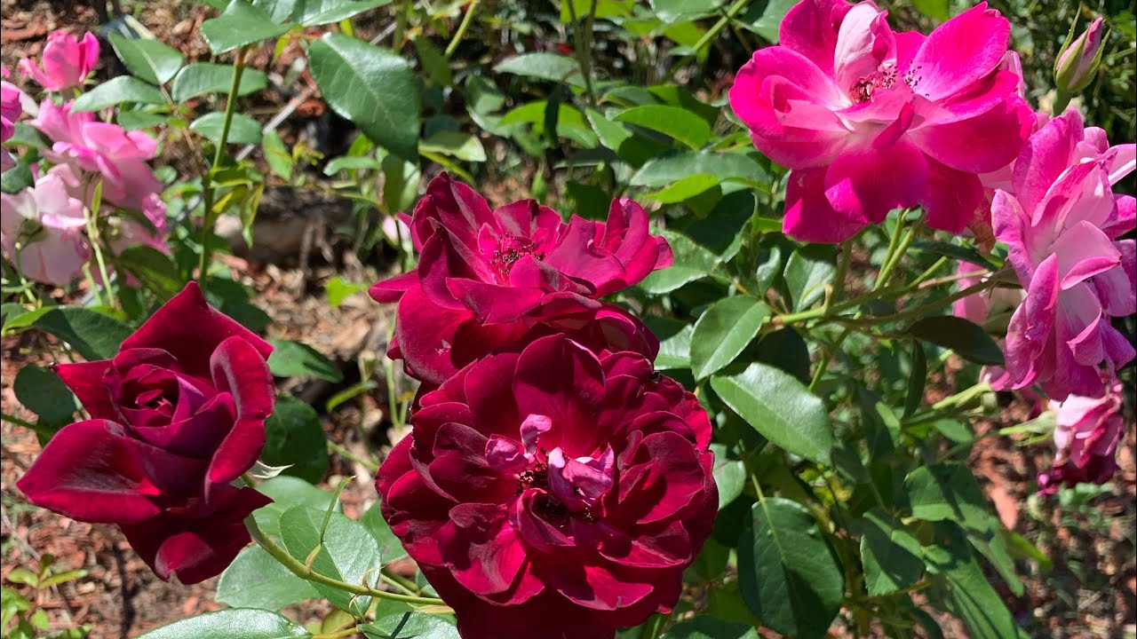 Duet Iceberg standard tree rose (burgundy, pink) #pinkrose