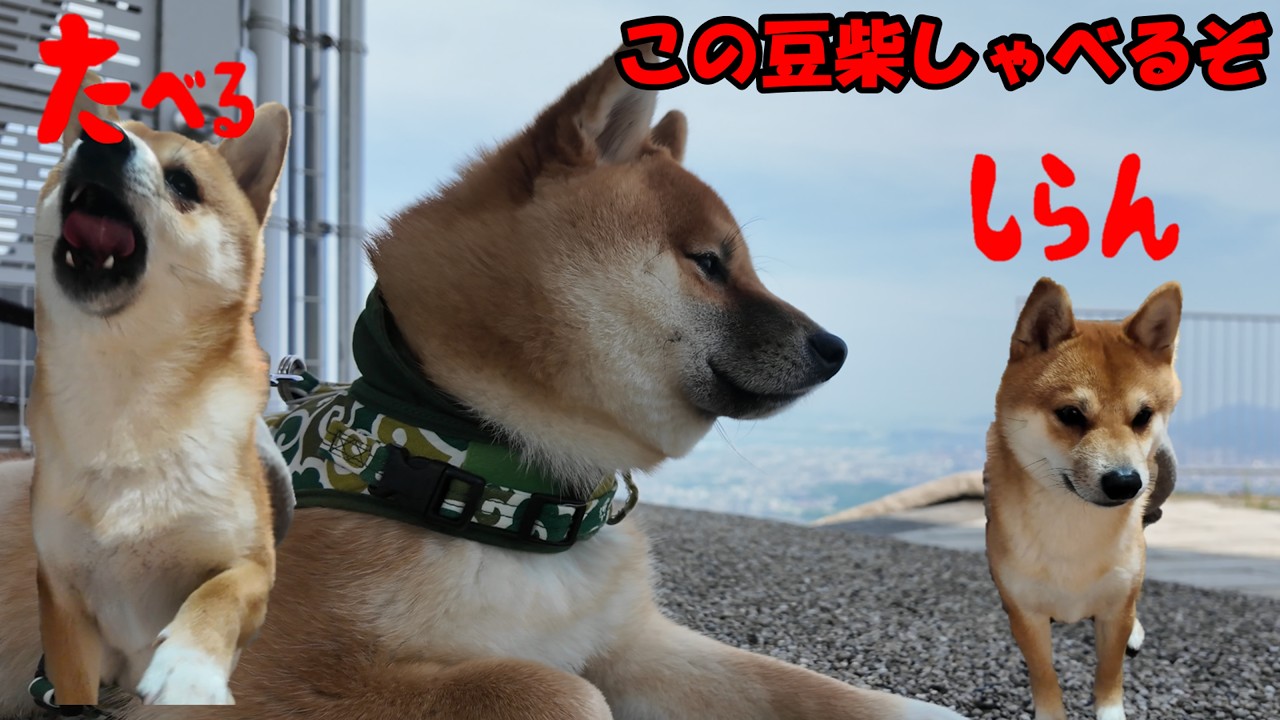 豆柴こたろーおしゃべりまとめ遊びも、小さい時のも#talkingdog  #shibainu  #dogsoftiktok  #dogtok #しゃべる犬 #まめしば #豆柴 #柴犬