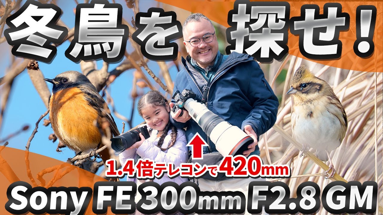 サンニッパx1.4テレコンで冬の野鳥探し。ルリビタキの声とまさかのジョウビタキ【親子VLOG】