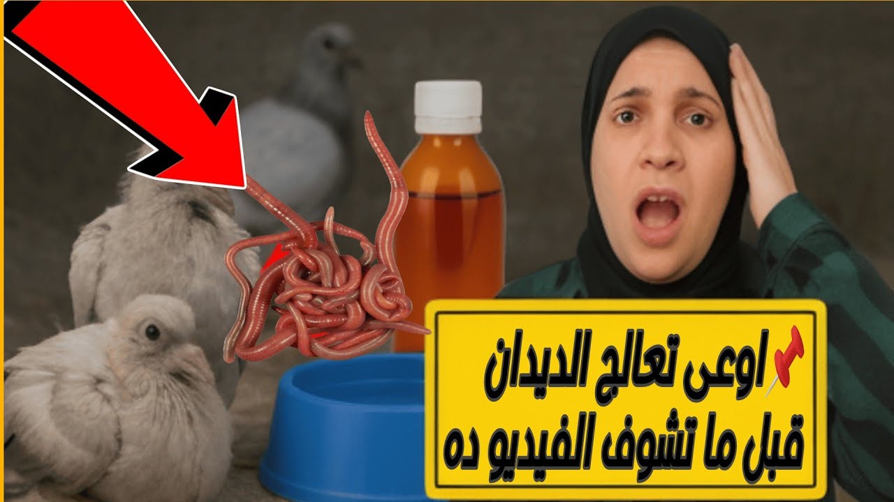 أقوى طريقة علاج ديدان الحمام + خطأ قاتل ناس كتير بتعمله في استخدام الشيح!