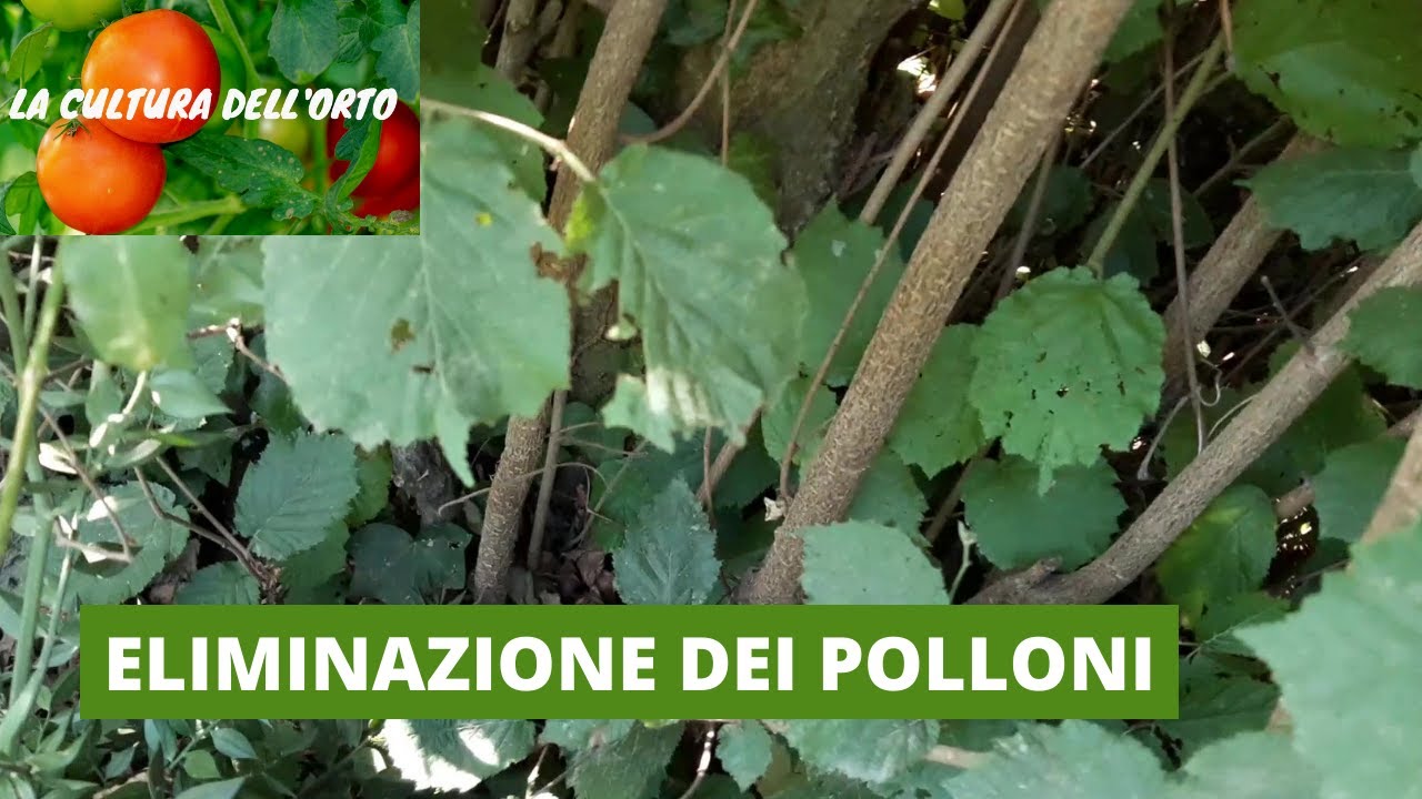 Il Nocciolo: Pulizia del sottobosco ed eliminazione dei Polloni.  Primo Step.