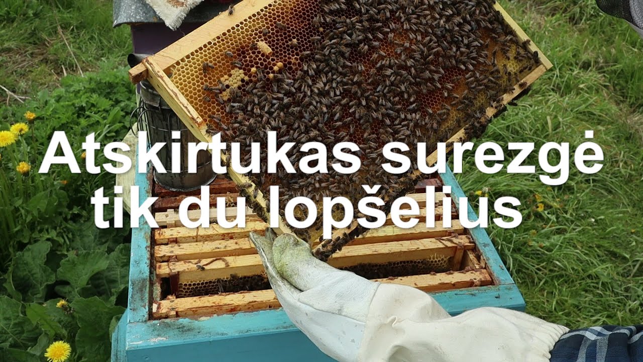 Atskirtukas po 4 dienu.