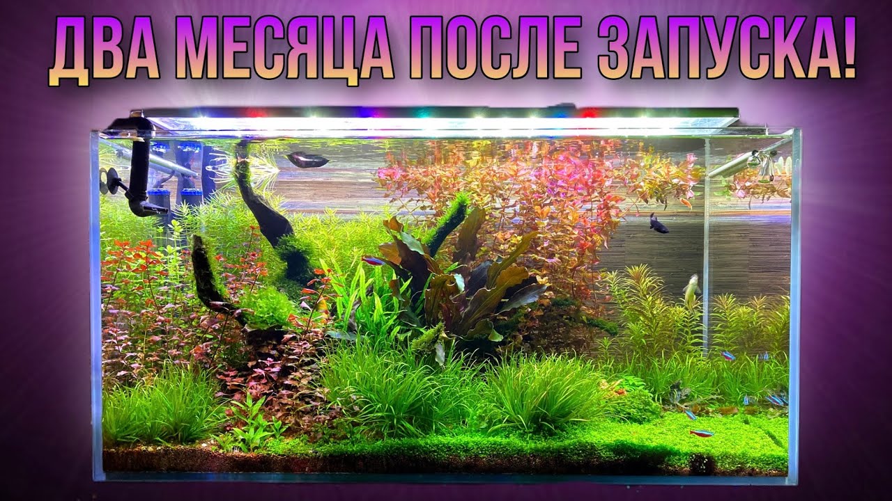 Аквариум 180 л два месяца после запуска, и сколько он мне обошёлся!