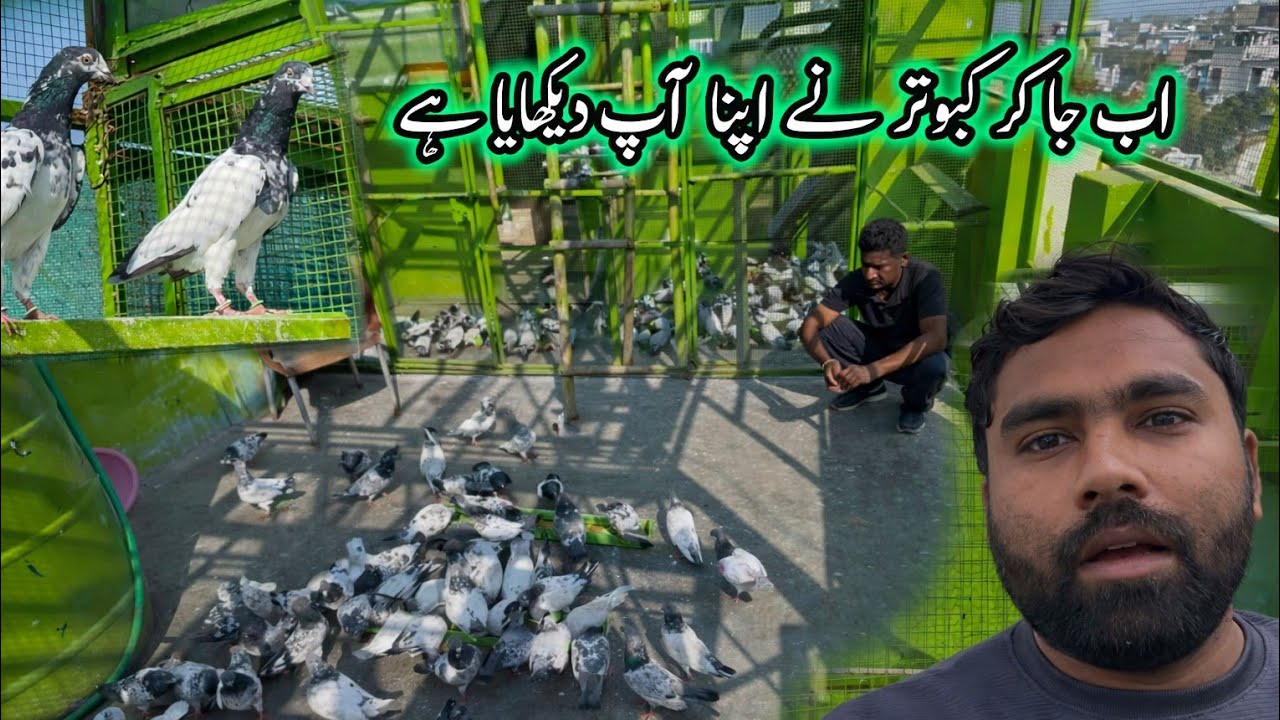 Ab Ja Kr Kabootar Ne Apna Ap Dekhaya Hy 😄