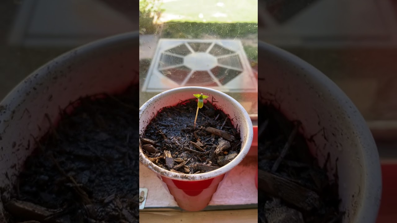 Cannabis Growing Only SunLight | 4-6 Days (Update On Plants)