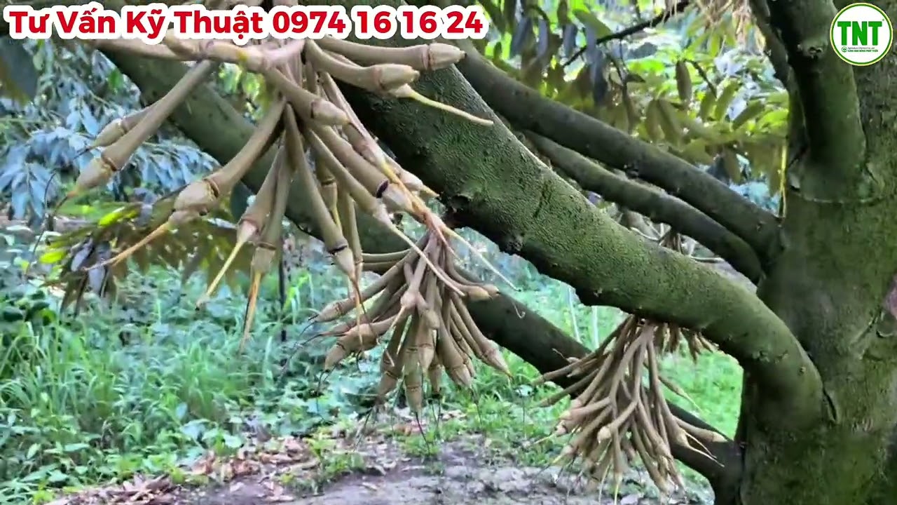 Vườn Sầu Riêng ở Xuân Hòa, Sóc Trăng đậu trái, chạy trái tương đối ổn nhờ chủ vườn nắm được kỹ thuật