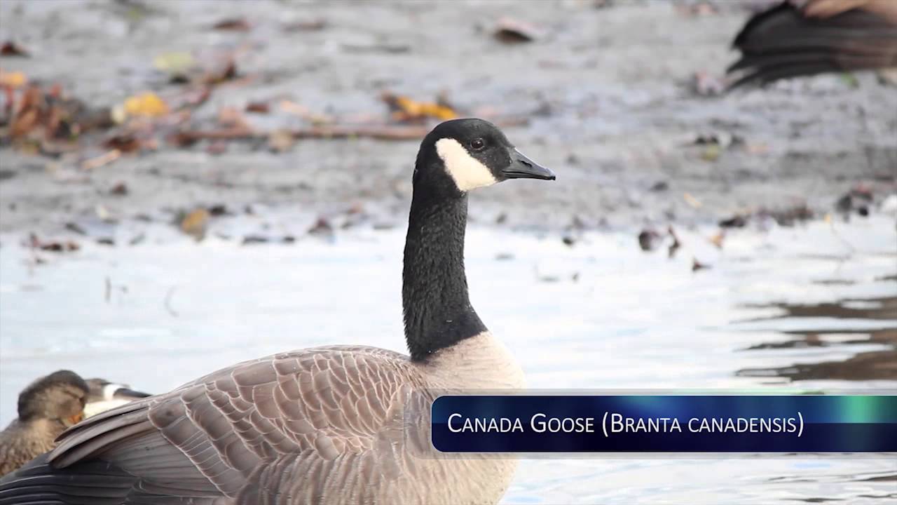 A short documentary film on ducks at Burnaby Lake
