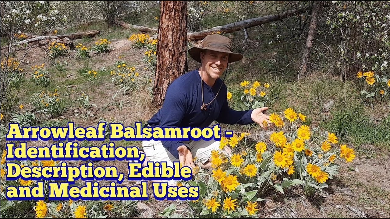 Arrowleaf Balsamroot - Identification and Description An Edible and Medicinal Plant