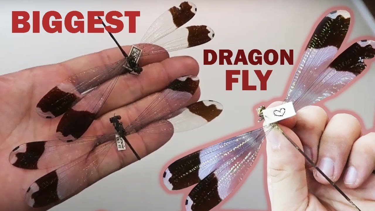 Blue-Winged Helicopter: (Megaloprepus caerulatus) Biggest Damselfly - Drawer of the Week 21