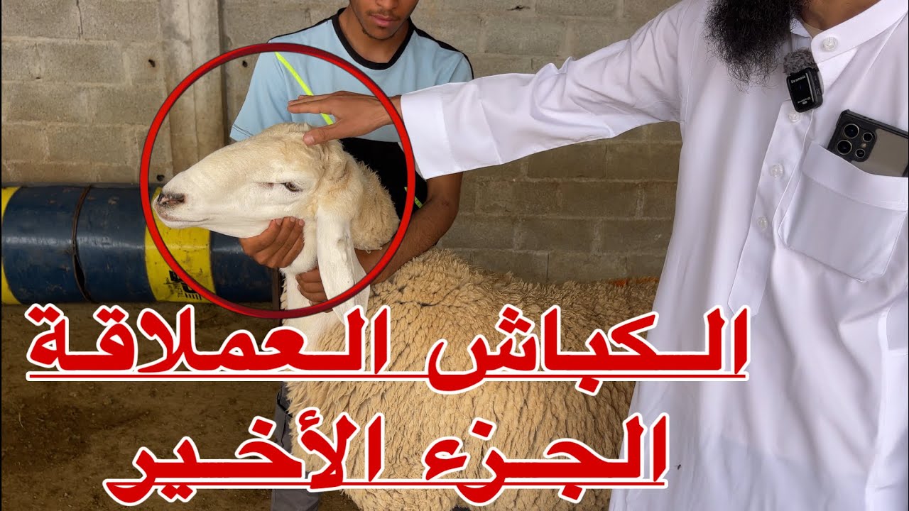 مربي جزائري ينجح في إنتاج سلالة الكباش العملاقة ويدعوا الموالين القدامى بالعودة للميدان  بقوة