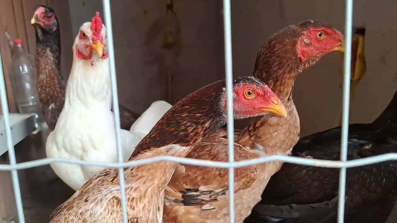 Mostrando um pouco da minha criação!