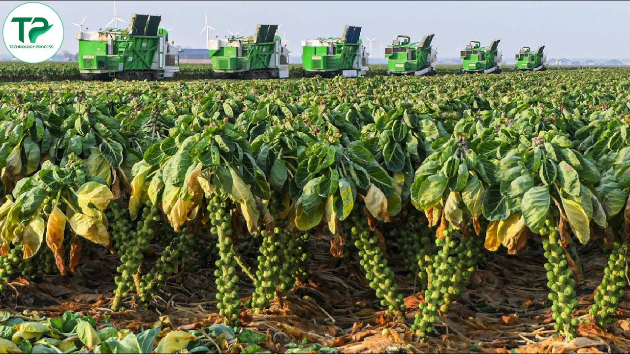 Inside the Brussels Sprouts Harvest — America’s Cold-Weather Crop | American Farming