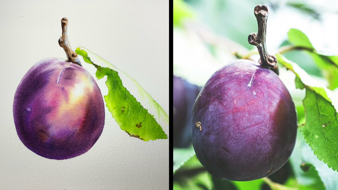 Beginner class in watercolor - how to paint a realistic plum