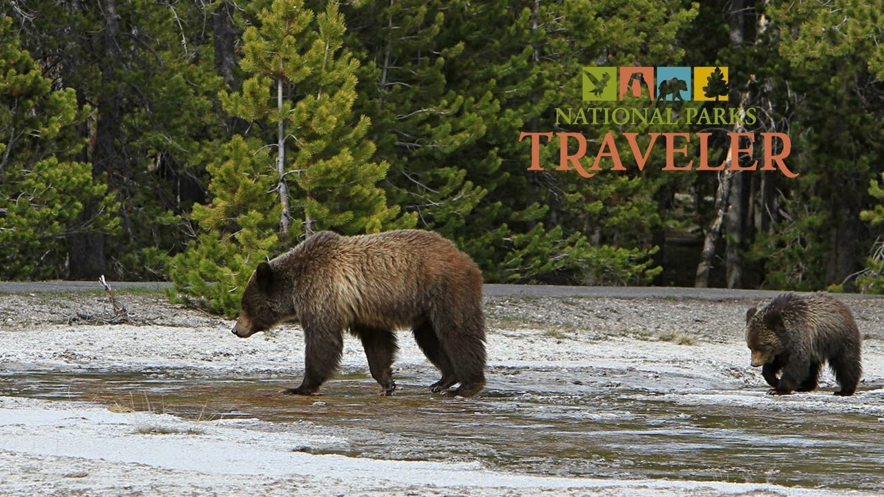 National Parks Traveler Podcast | The Future of Grizzly Bears